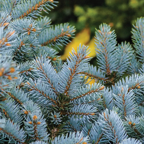 Living Christmas Tree Grow Kit: Colorado Blue Spruce