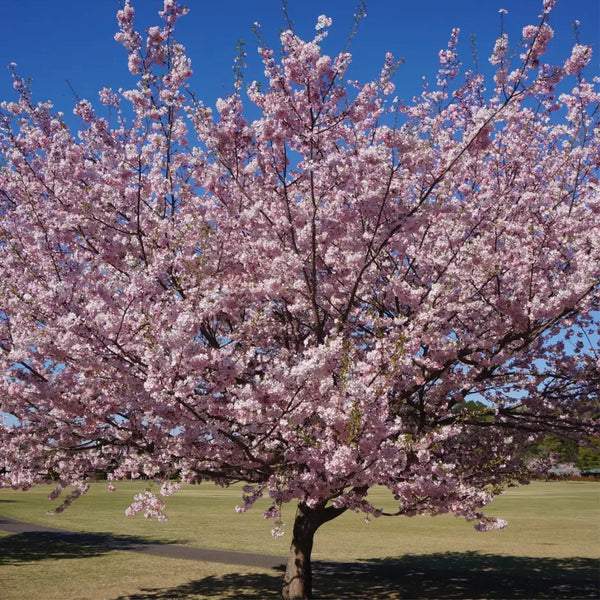 Flowering Cherry Blossom: Grow Kit